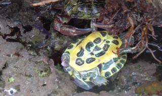 巴西龟怎么放生 巴西龟能放生吗